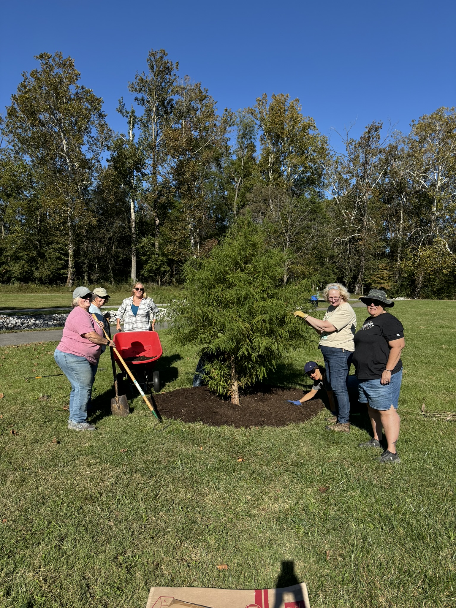 mulching trees